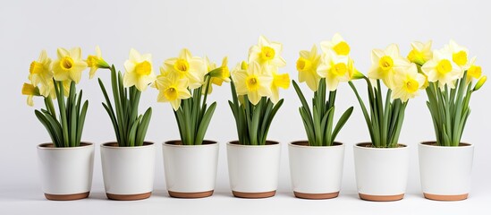 Aufkleber - Spring flowers in full bloom in pots against white background Yellow and white daffodil blossoms. Creative banner. Copyspace image