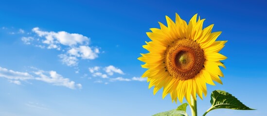Wall Mural - Shiny yellow sunflower in the abundance plantation field against blue bright vibrance sky background on sunny day in summer. Creative banner. Copyspace image