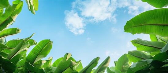 Poster - The tops of young banana leaves that poop straight up into the sky. Creative banner. Copyspace image