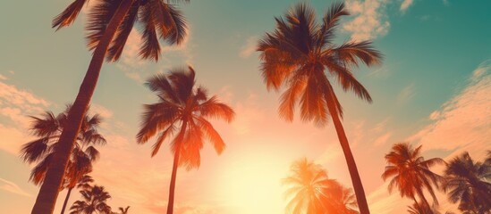 Poster - The sun behind palm trees. Creative banner. Copyspace image