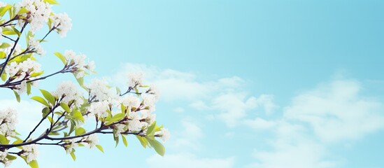 Aufkleber - Tree branches against bright blue sky spring nature background. Creative banner. Copyspace image