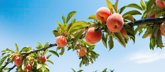 Poster - Peach tree. Creative banner. Copyspace image