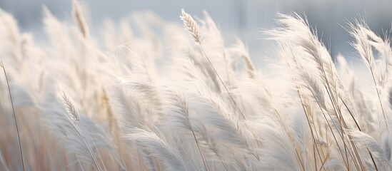 Aufkleber - The silver grass is swinging in the breeze. Creative banner. Copyspace image