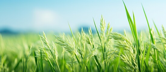 Poster - Rice in the field. Creative banner. Copyspace image