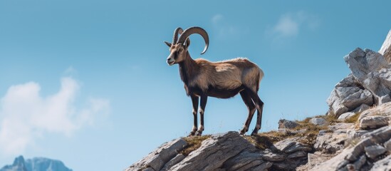 Poster - Ibex on a cliff. Creative banner. Copyspace image