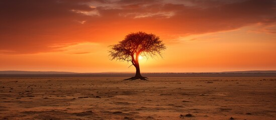 Poster - green lonely tree in a hot dry land. Creative banner. Copyspace image