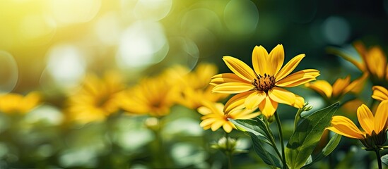 Poster - beautiful portrait photo shot of yellow flowers petals sunny bright day green background wallpaper dainty scenery roses sunflower bunch flora botanical. Creative banner. Copyspace image