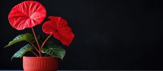Poster - red taro flower on a black pot on a hot day. Creative banner. Copyspace image