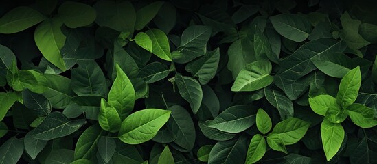 Wall Mural - Green leaves as background. Creative banner. Copyspace image