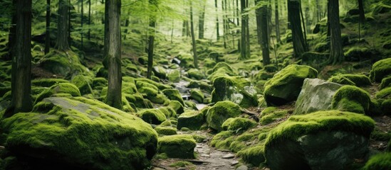 Canvas Print - Stone covered with moss Rock in the relict forest Background of natural stone Rocky breed Natural object. Creative banner. Copyspace image