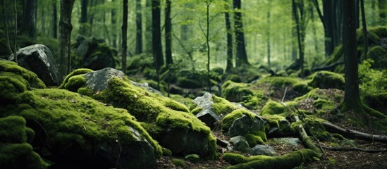 Poster - Stone covered with moss Rock in the relict forest Background of natural stone Rocky breed Natural object. Creative banner. Copyspace image