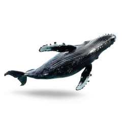 Wall Mural - Whale side view full body isolate on transparency background PNG