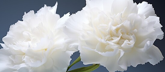 Poster - Clean softness of white carnation closeup for macro floral photo. Creative banner. Copyspace image