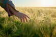 © Connect Images - A young woman hand gently touching the tips of green wheat in a field during golden hour, with sunlight casting warm tones over the scene.