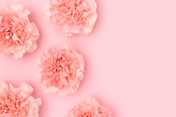 Wall Mural - Carnation flowers scattered on a pink background. Monochrome concept.