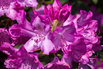 Wall Mural - Blooming pink rhododendron flowers in a garden