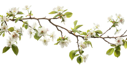 Tree branch flower