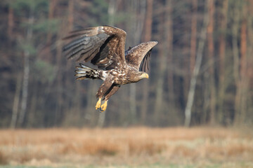 A large bird of prey flies over a meadow on a sunny day against the background of the forest