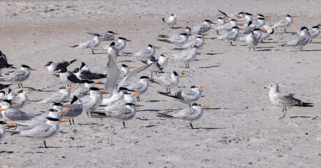 Wall Mural - Seagull on a sandy shore