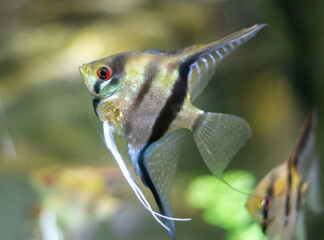 Angelfish (Pterophyllum) fish swimming underwater in an aquarium