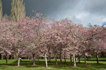 Canvas Print - Pink cherry blossom  in grove