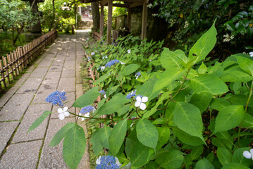 鎌倉245　安国論寺33　紫陽花