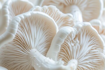 white mushroom close up white mushroom on a white background