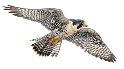 Peregrine falcon,  falcon bird