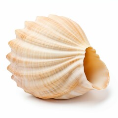 Wall Mural - sea shell isolated on white background