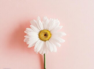 Canvas Print - Daisy Flower On Pink Background. Floral Spring/Summer Wallpaper.