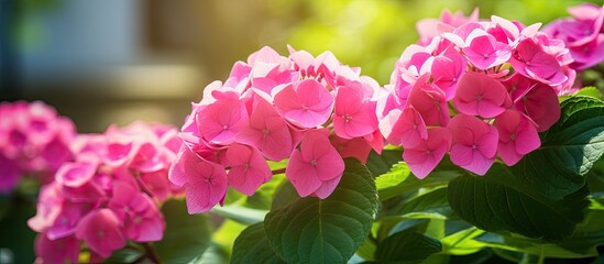 Poster - Fresh beautiful Hydrangea Macrophylla sweet soft pink flower tree and green leaf in garden with blur background. copy space available