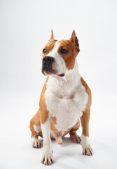 Canvas Print - Studio portrait of a focused American Staffordshire Terrier. The dog sharp gaze and muscular build are emphasized against a clean white background