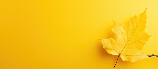 Poster - A summery concept is conveyed with a copy space image of a leaf against a vibrant yellow backdrop