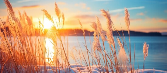 Poster - Sunset winter landscape on a lake with a reed growing on the shore against the background of the setting sunset horizon. copy space available