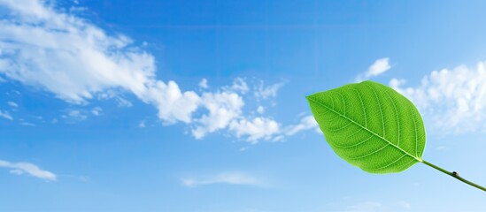 Leinwandbilder - Leaf green ove blue sky and cloud Copy space