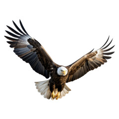 Wall Mural - Bald eagle isolated on transparent or white background
