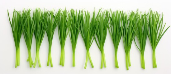 Poster - Creative layout with fresh green chives isolated on white background. copy space available
