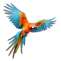 Parrot flying isolated on transparent or white background