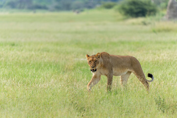 Canvas Print - Lion (Panthera leo) in the green season. Lionesses walking around in the morning in the long green grass in the Okavango Delta in Botswana. 