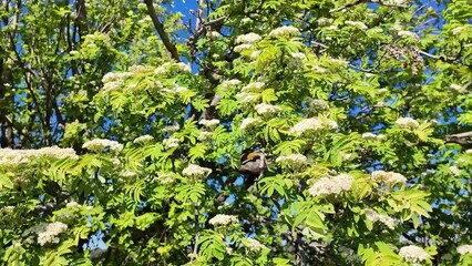 Canvas Print - Blooming rowan sways in the wind