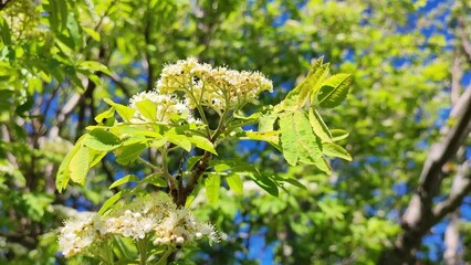 Wall Mural - Blooming rowan sways in the wind