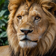 © Ruba - Closeup shot of a male lion in the jungle
