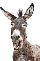 Wall Mural - A donkey laughing with its mouth open against a white background