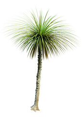 Sticker - 3D Rendering Tropical Cordyline Plant on White