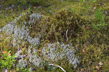 Wall Mural - Moss in forest.