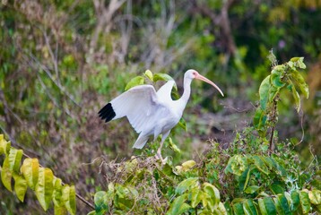 Ibis