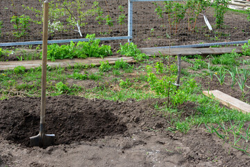 Wall Mural - digging in the garden with a fence