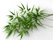 © Bos Amico - Slender Bamboo Leaves Cluster A Graceful Symbol of Forest Vitality