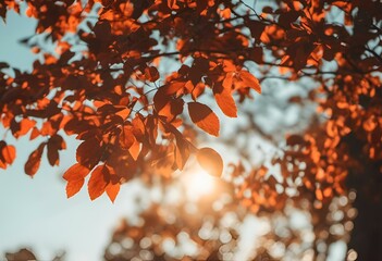 Wall Mural - a tree branch with leaves with the sun in the background