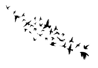 Wall Mural - Flying birds silhouette flock. hand drawing. Not AI, Vector illustration